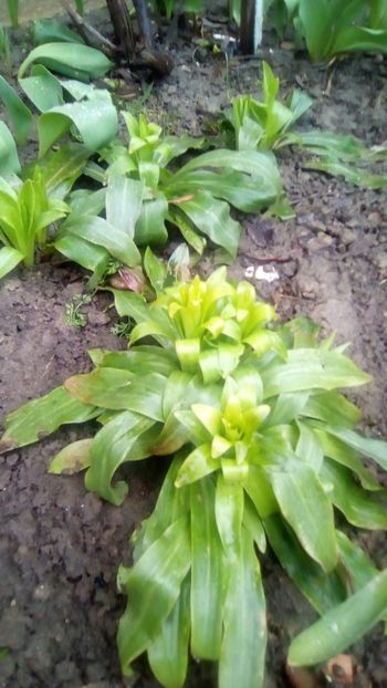 Crinul alb de gradina (lilium candidum) - Gradinita mea - 29 03 2018