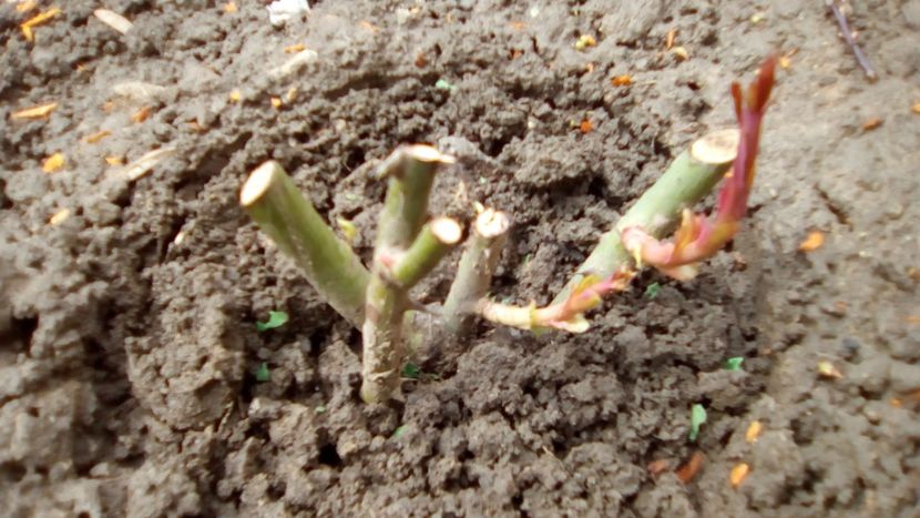 Trandafir - Illatos parfumat - Tannacht Th - Gradinita mea - 29 03 2018