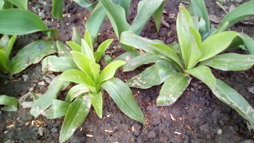 IMG-20180329-WA0044 - Lilium candidum alb