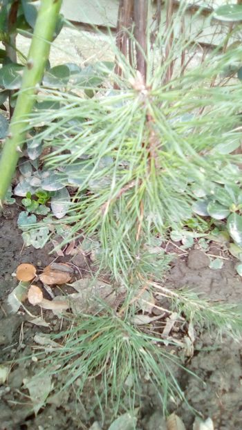 Pinus sylvestris - Gradinita mea - 29 03 2018
