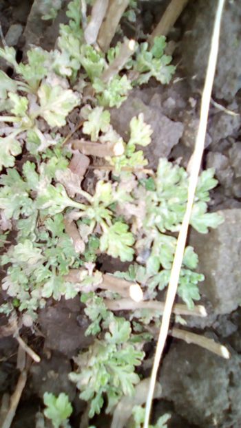 Chrysanthemum - Gradinita mea - 29 03 2018