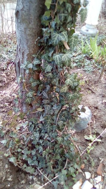 Hedera helix - Edera