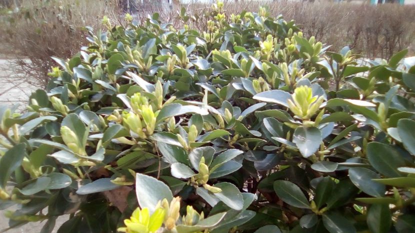 Buxus - Buxus