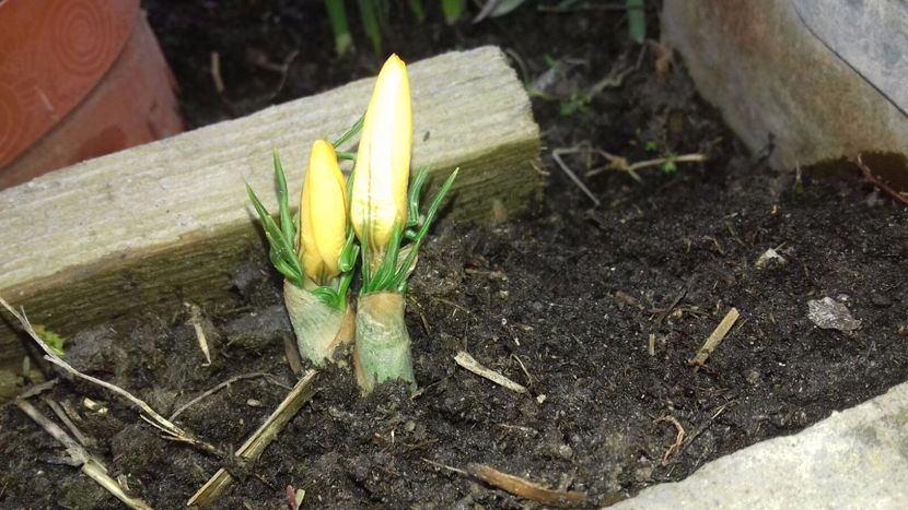 IMG-20180329-WA0032 - Primavara lui 2018 in gradina mea