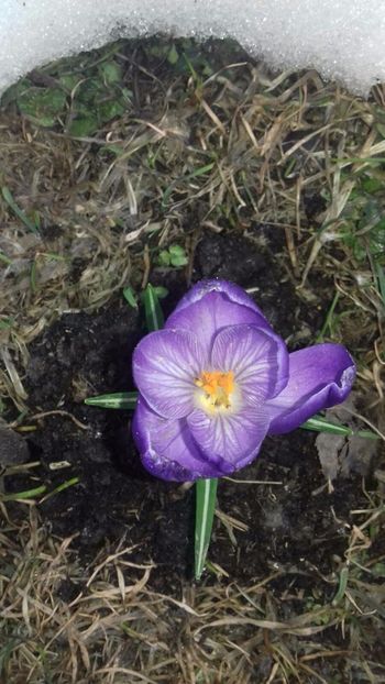 IMG-20180329-WA0030 - Primavara lui 2018 in gradina mea