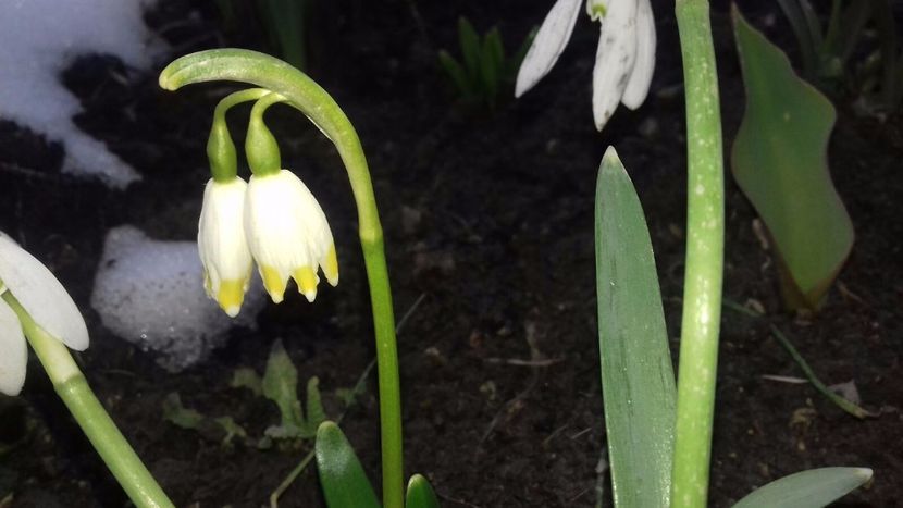 IMG-20180329-WA0029 - Primavara lui 2018 in gradina mea