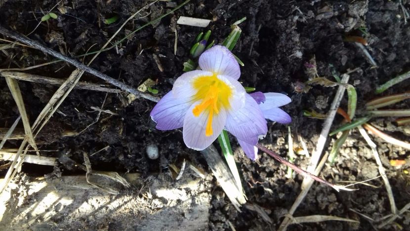 IMG-20180329-WA0025 - Primavara lui 2018 in gradina mea