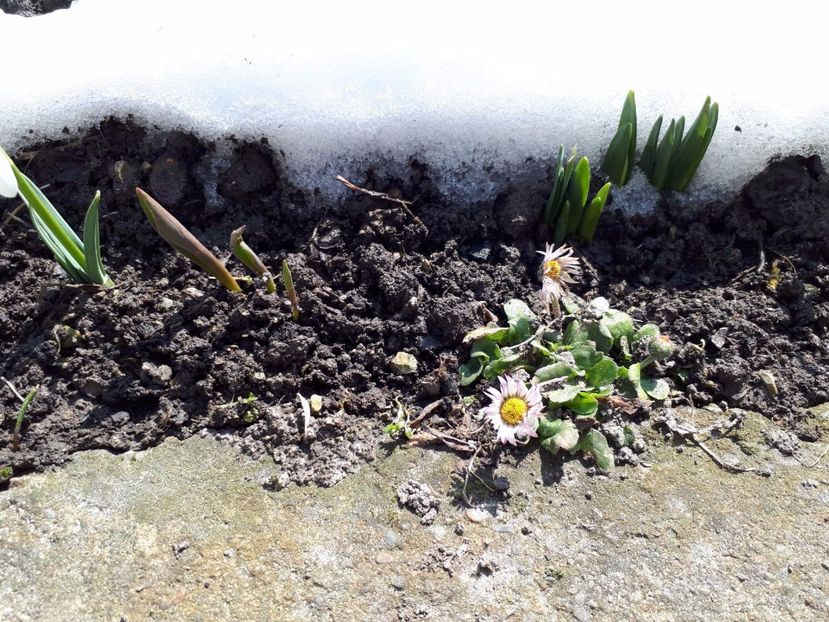 IMG-20180329-WA0022 - Primavara lui 2018 in gradina mea