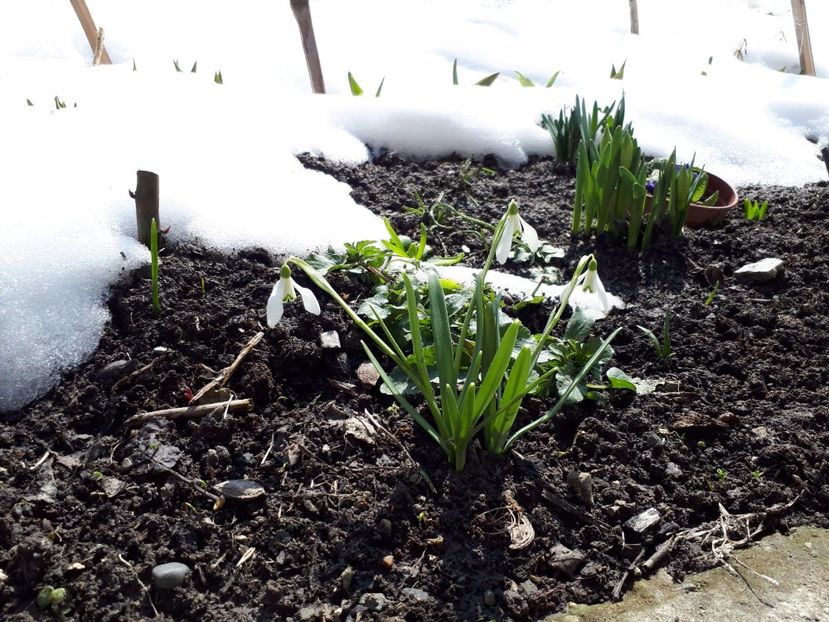 IMG-20180329-WA0021 - Primavara lui 2018 in gradina mea