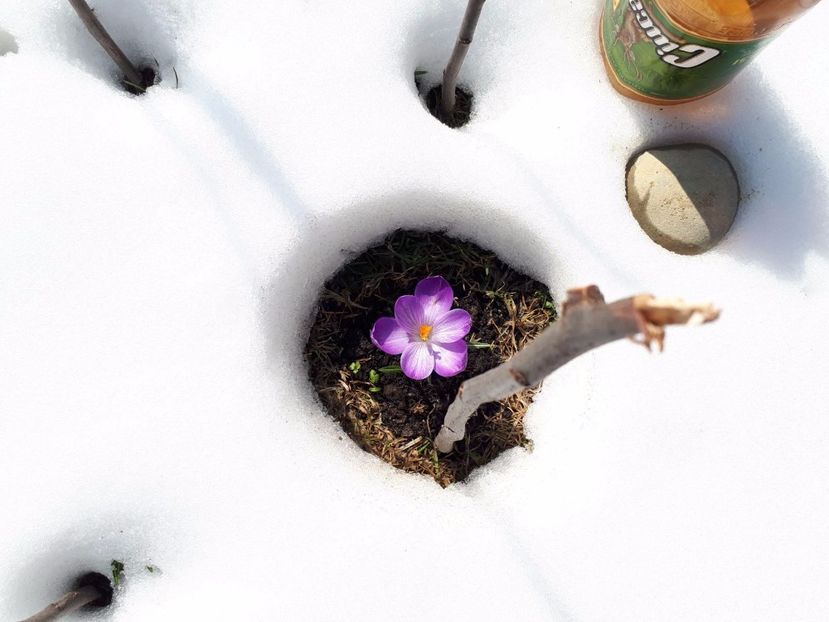 IMG-20180329-WA0018 - Primavara lui 2018 in gradina mea