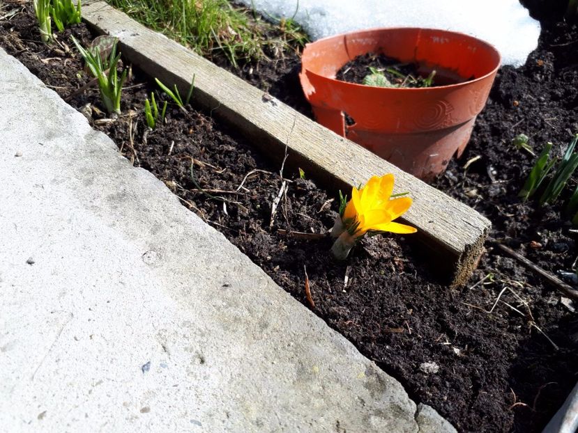 IMG-20180329-WA0016 - Primavara lui 2018 in gradina mea