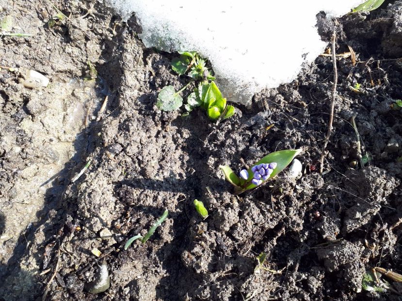 IMG-20180329-WA0015 - Primavara lui 2018 in gradina mea