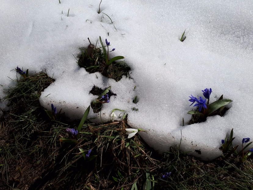 IMG-20180329-WA0014 - Primavara lui 2018 in gradina mea