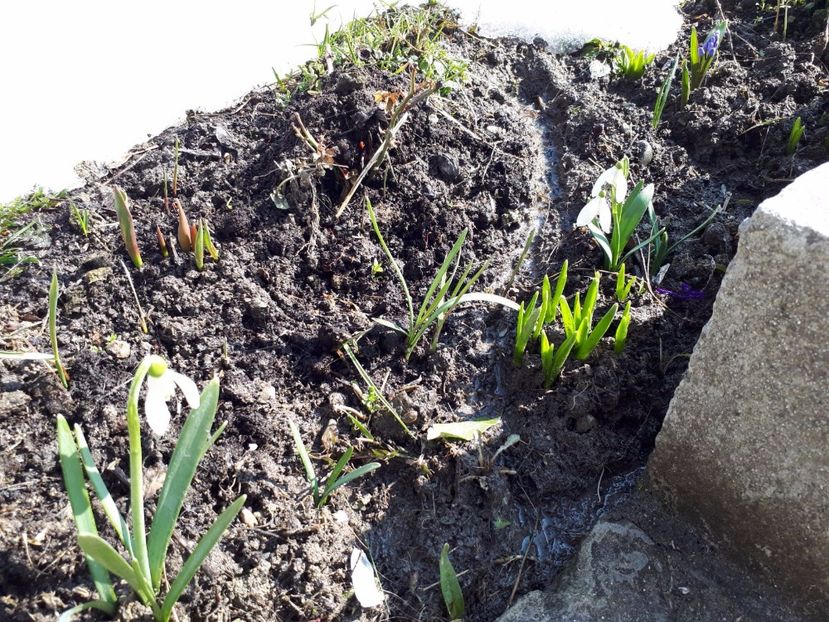 IMG-20180329-WA0013 - Primavara lui 2018 in gradina mea