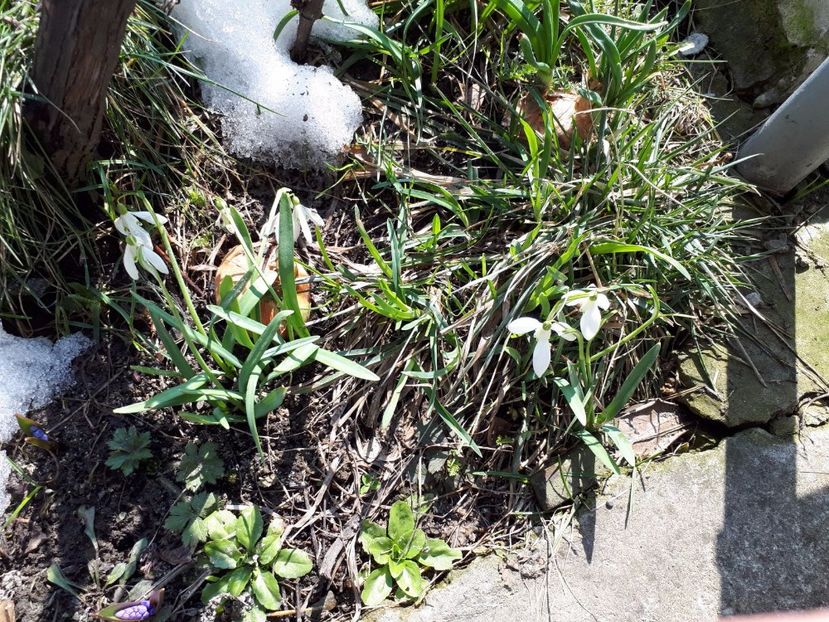 IMG-20180329-WA0012 - Primavara lui 2018 in gradina mea