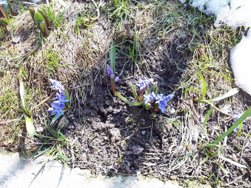 IMG-20180329-WA0011 - Primavara lui 2018 in gradina mea