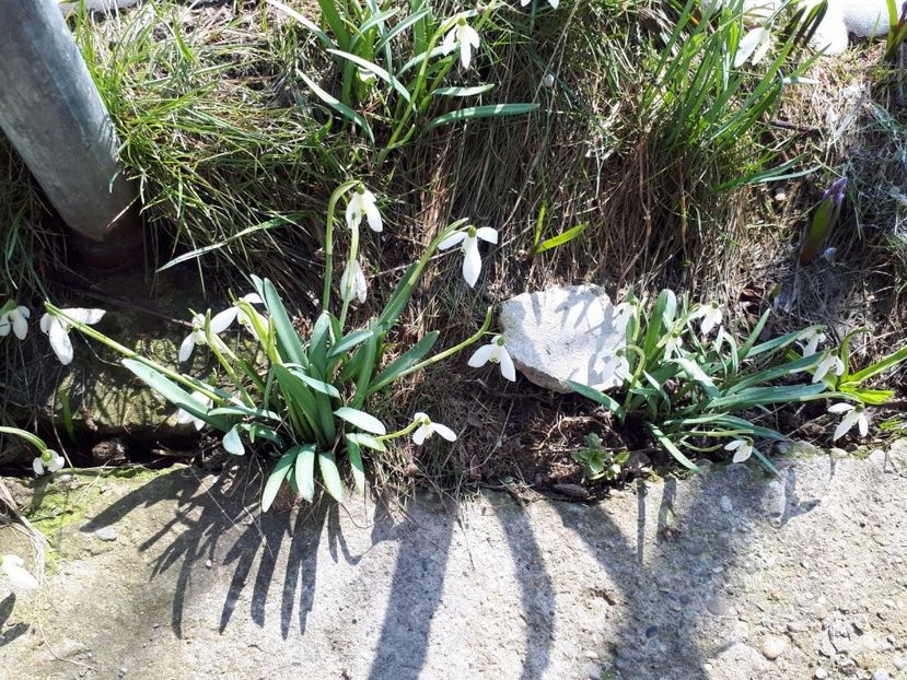 IMG-20180329-WA0010 - Primavara lui 2018 in gradina mea