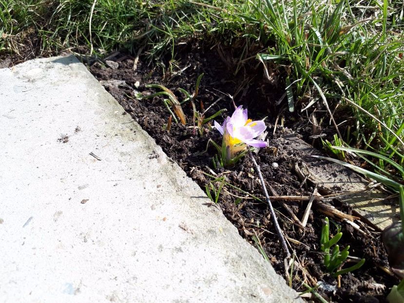 IMG-20180329-WA0009 - Primavara lui 2018 in gradina mea