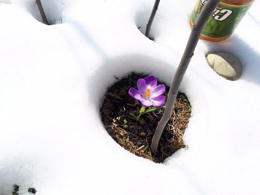 IMG-20180329-WA0008 - Primavara lui 2018 in gradina mea