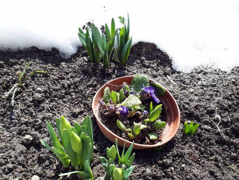 IMG-20180329-WA0005 - Primavara lui 2018 in gradina mea