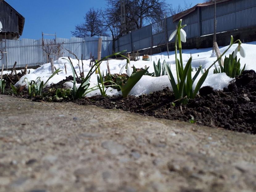 IMG-20180329-WA0004 - Primavara lui 2018 in gradina mea