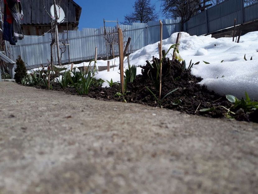 IMG-20180329-WA0002 - Primavara lui 2018 in gradina mea