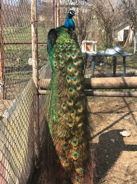  - VANZARI-SCHIMBURI-CUMPARARI