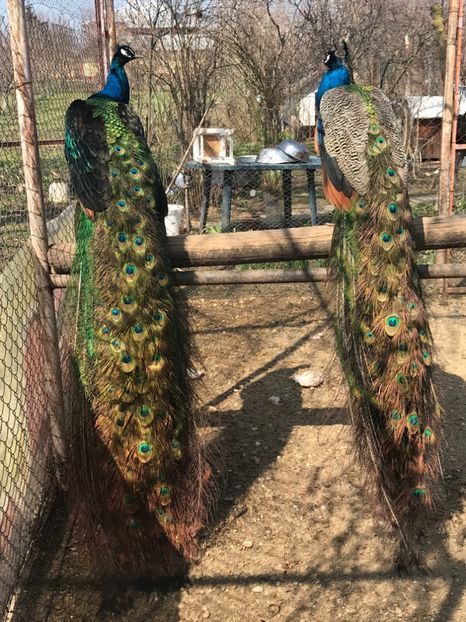  - VANZARI-SCHIMBURI-CUMPARARI