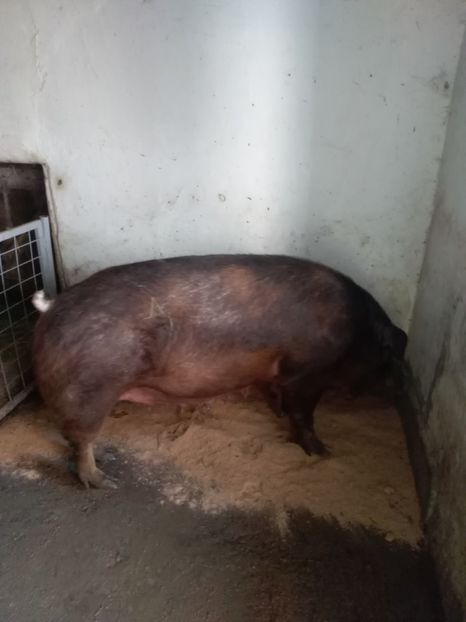  - Scroafa duroc fătarea Nr 3