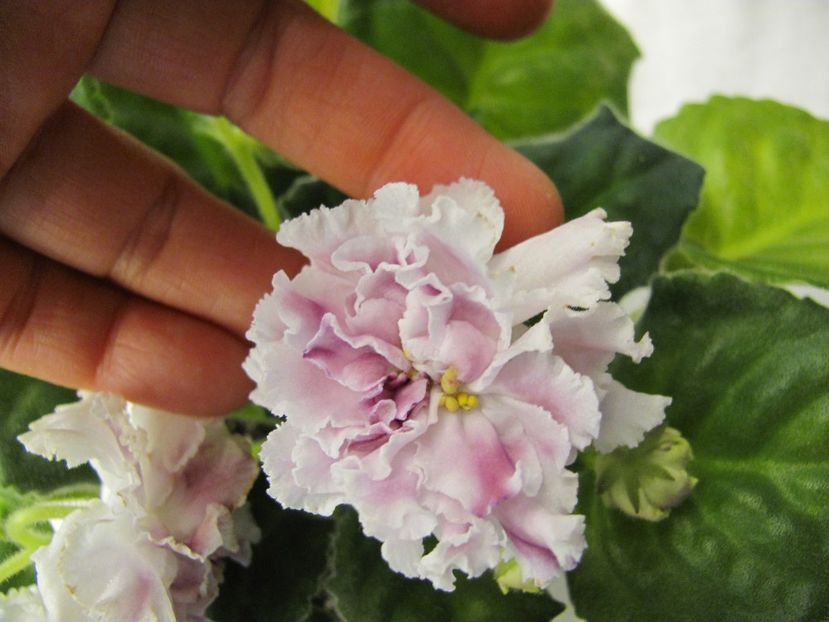  - ZZZRS Gertsoginia Liuks