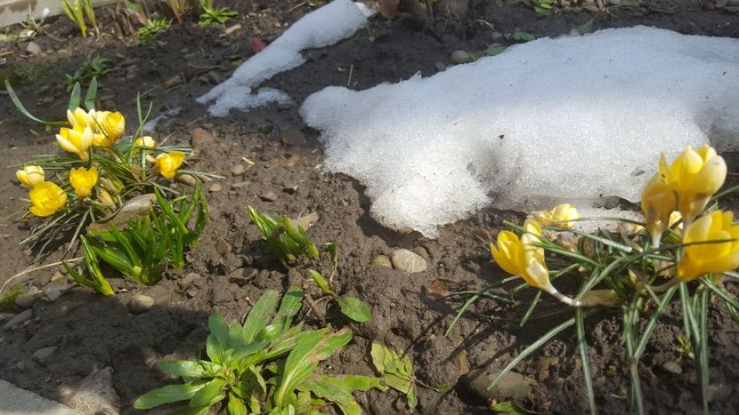  - Flori grădină primăvara 2018