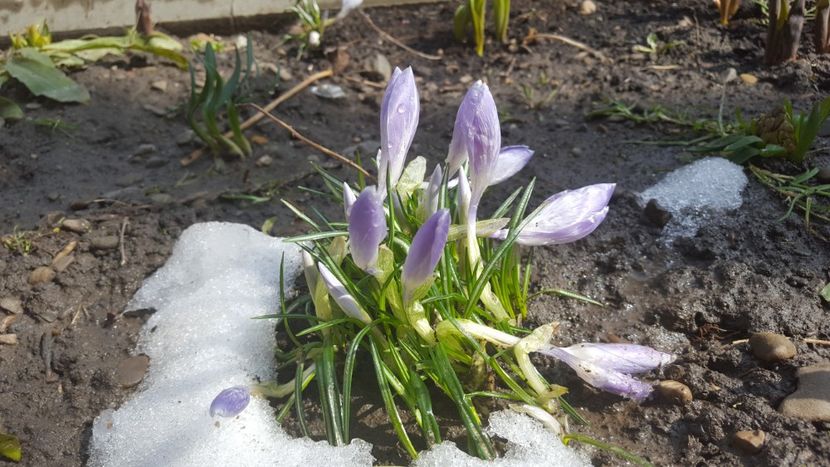  - Flori grădină primăvara 2018