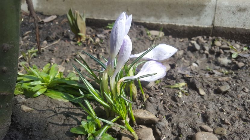 P - Flori grădină primăvara 2018