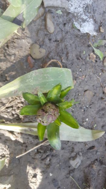  - Flori grădină primăvara 2018