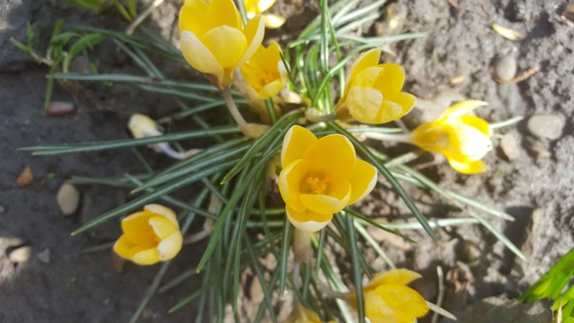  - Flori grădină primăvara 2018