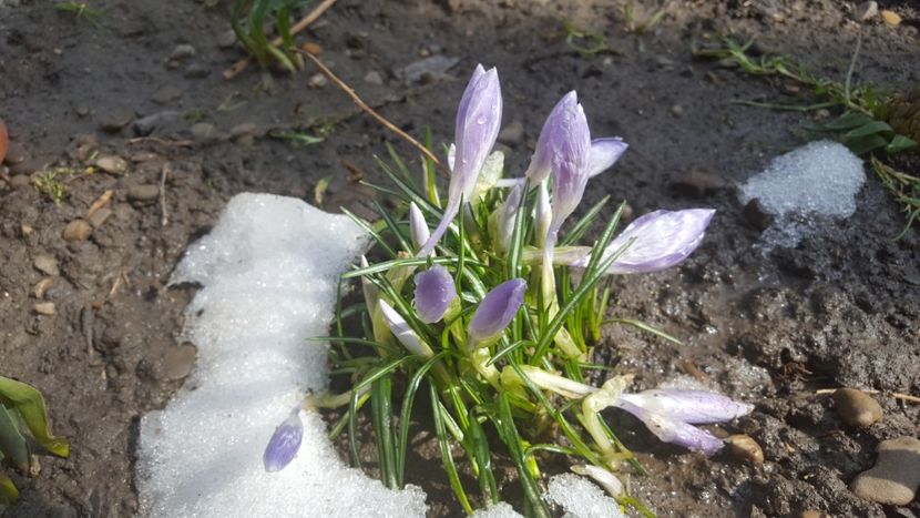  - Flori grădină primăvara 2018