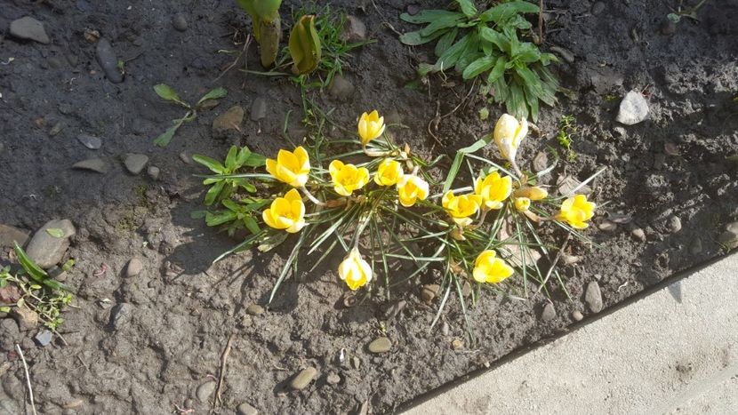  - Flori grădină primăvara 2018