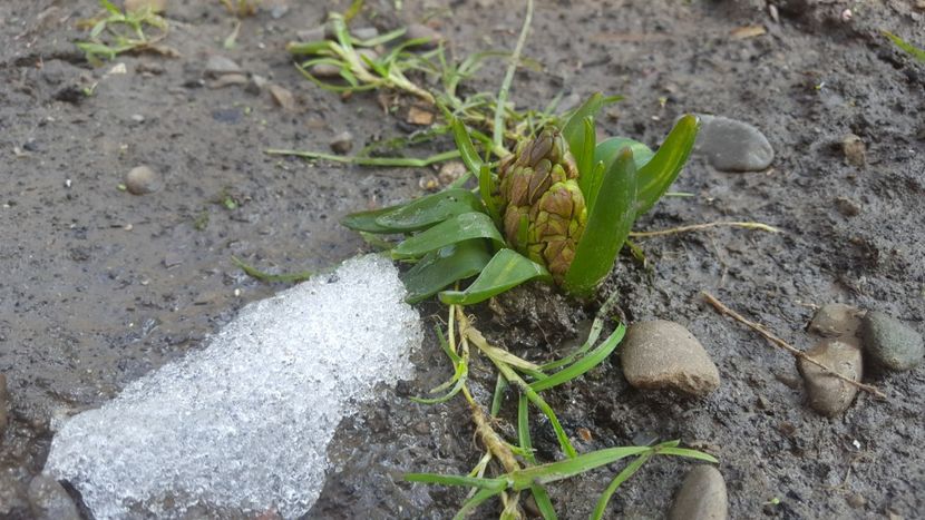  - Flori grădină primăvara 2018