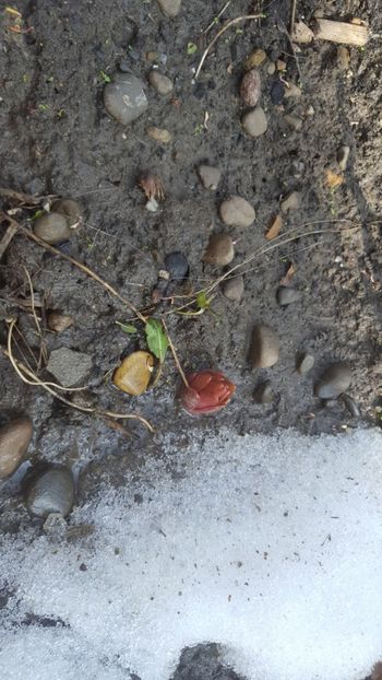  - Flori grădină primăvara 2018