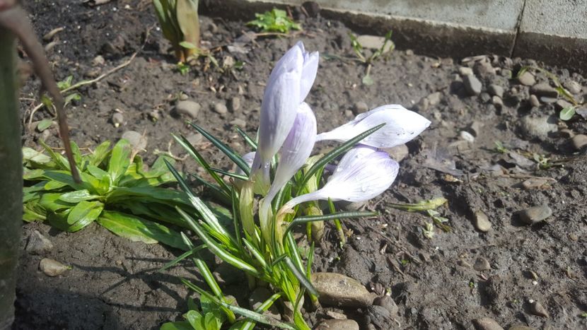  - Flori grădină primăvara 2018