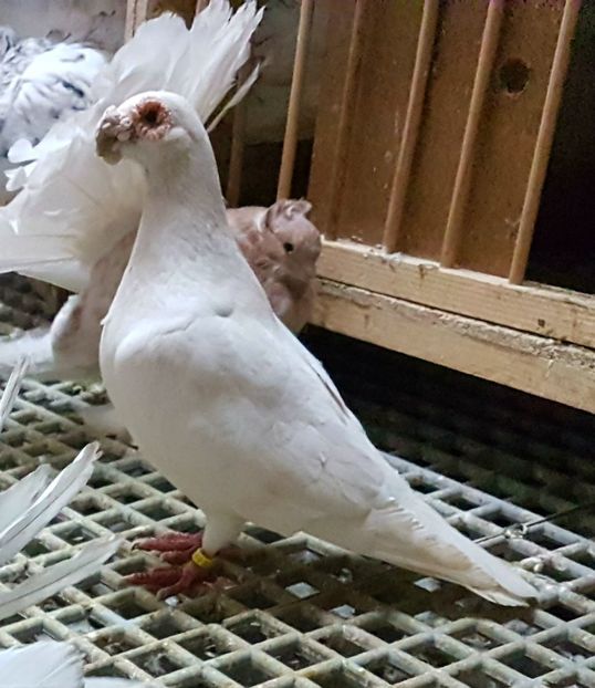  - CARUNCULATI Pentru 2020