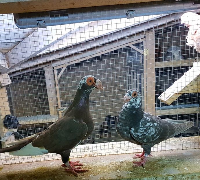  - CARUNCULATI Pentru 2020