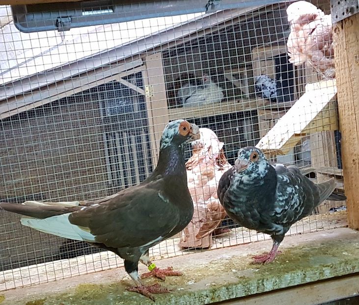  - CARUNCULATI Pentru 2020