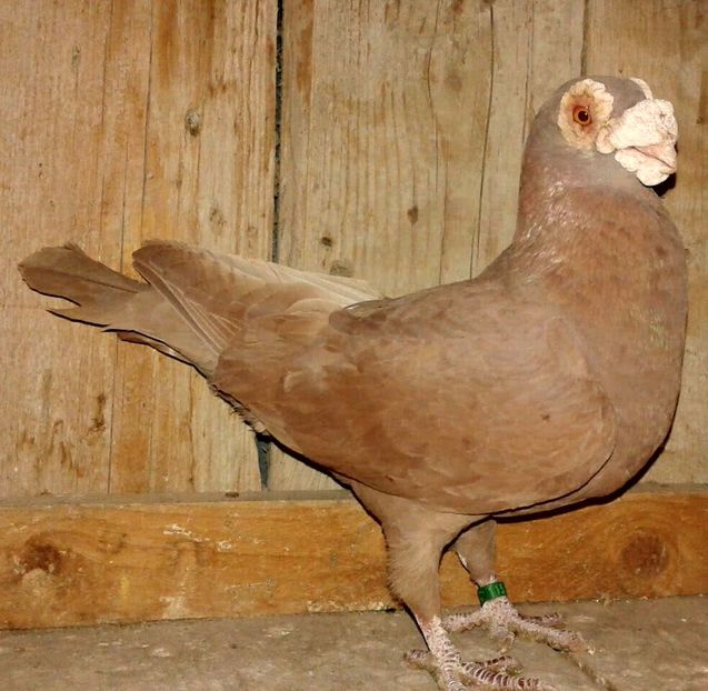  - CARUNCULATI Pentru 2020