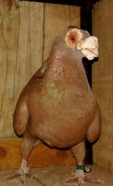  - CARUNCULATI Pentru 2020