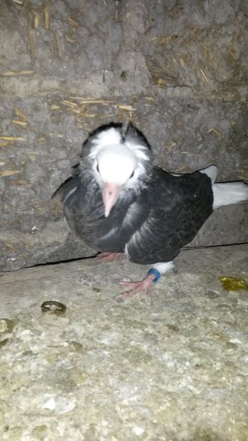  - Pui 2018 din toate rasele