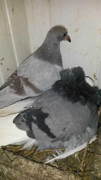  - Pui 2018 din toate rasele