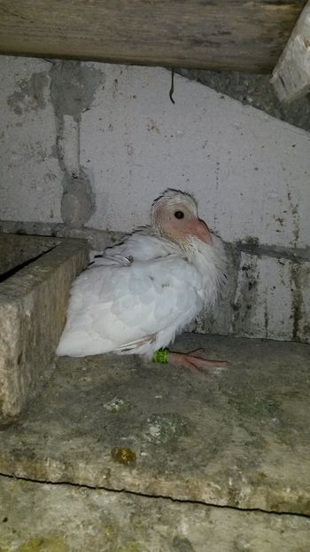  - Pui 2018 din toate rasele