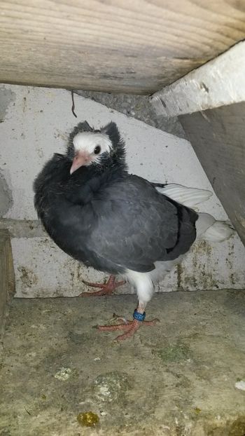  - Pui 2018 din toate rasele