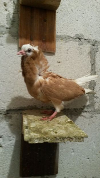  - Pui 2018 din toate rasele